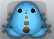 Azure Cafea Spinae Frog from Pocket Frogs