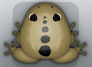Beige Picea Spinae Frog from Pocket Frogs