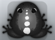 Black Albeo Spinae Frog from Pocket Frogs