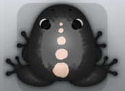 Black Ceres Spinae Frog from Pocket Frogs