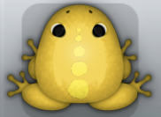 Golden Aurum Spinae Frog from Pocket Frogs