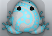 Glass Callaina Stillas Frog from Pocket Frogs