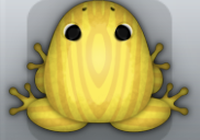 Golden Aurum Tabula Frog from Pocket Frogs