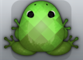 Olive Muscus Tessera Frog from Pocket Frogs