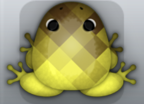 Yellow Bruna Tessera Frog from Pocket Frogs