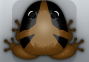 Cocos Picea Tribus Frog from Pocket Frogs