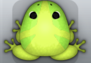 Lime Folium Tribus Frog from Pocket Frogs