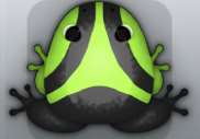 Black Folium Trivium Frog from Pocket Frogs