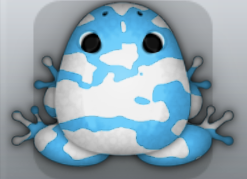 Azure Albeo Velatus Frog from Pocket Frogs