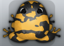 Black Chroma Velatus Frog from Pocket Frogs