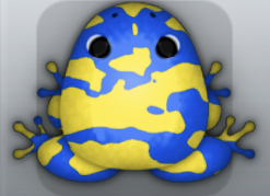 Blue Aurum Velatus Frog from Pocket Frogs