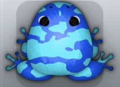 Blue Callaina Velatus Frog from Pocket Frogs