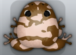Cocos Ceres Velatus Frog from Pocket Frogs