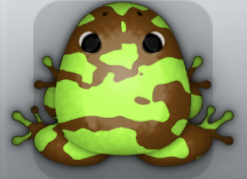 Cocos Folium Velatus Frog from Pocket Frogs