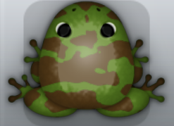 Olive Bruna Velatus Frog from Pocket Frogs