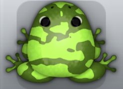 Olive Folium Velatus Frog from Pocket Frogs