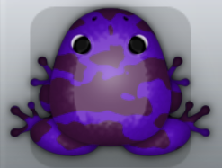 Purple Pruni Velatus Frog from Pocket Frogs