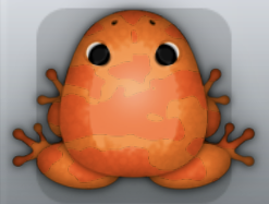 Tangelo Carota Velatus Frog from Pocket Frogs