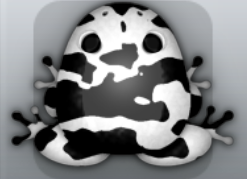 White Picea Velatus Frog from Pocket Frogs