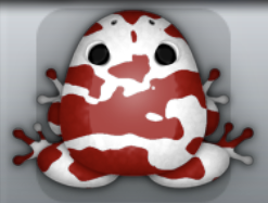 White Tingo Velatus Frog from Pocket Frogs