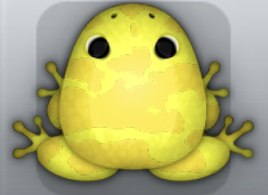 Yellow Aurum Velatus Frog from Pocket Frogs