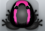 Black Floris Veru Frog from Pocket Frogs