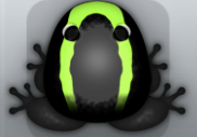 Black Folium Veru Frog from Pocket Frogs