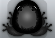 Black Picea Veru Frog from Pocket Frogs