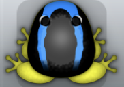 Yellow Caelus Veru Frog from Pocket Frogs