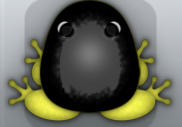 Yellow Picea Veru Frog from Pocket Frogs