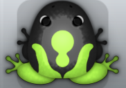 Black Folium Vinaceus Frog from Pocket Frogs