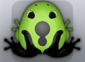 Green Picea Vinaceus Frog from Pocket Frogs