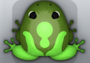 Olive Muscus Vinaceus Frog from Pocket Frogs