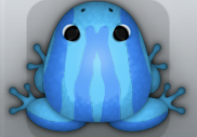 Azure Caelus Zebrae Frog from Pocket Frogs