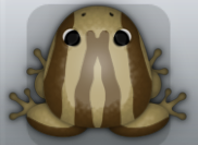 Beige Bruna Zebrae Frog from Pocket Frogs