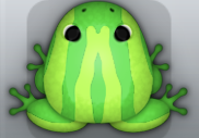 Emerald Folium Zebrae Frog from Pocket Frogs