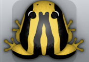 Golden Picea Zebrae Frog from Pocket Frogs
