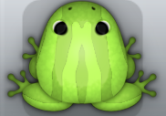 Green Folium Zebrae Frog from Pocket Frogs