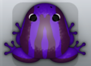 Purple Pruni Zebrae Frog from Pocket Frogs