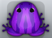 Purple Viola Zebrae Frog from Pocket Frogs