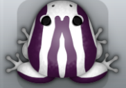 White Pruni Zebrae Frog from Pocket Frogs