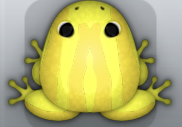 Yellow Aurum Zebrae Frog from Pocket Frogs