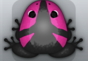 Black Floris Tribus Frog from Pocket Frogs