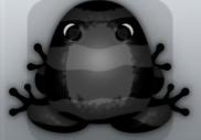 Black Picea Partiri Frog from Pocket Frogs