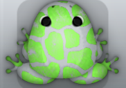 Glass Muscus Africanus Frog from Pocket Frogs