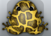 Golden Cafea Africanus Frog from Pocket Frogs