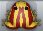 Golden Tingo Zebrae Frog from Pocket Frogs