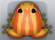 Orange Carota Zebrae Frog from Pocket Frogs
