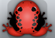 Red Picea Dextera Frog from Pocket Frogs