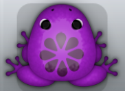 Royal Pruni Floresco Frog from Pocket Frogs